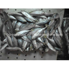 Japanese Jack Mackerel